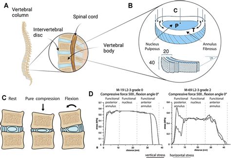 intervertebral disc mechanical test compression|mechanical stimulation of discs.